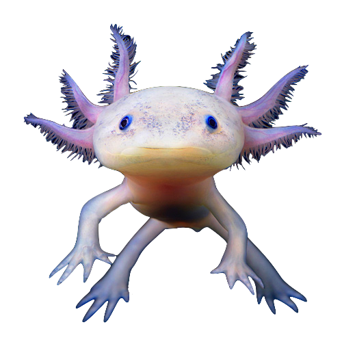 jelly dragon